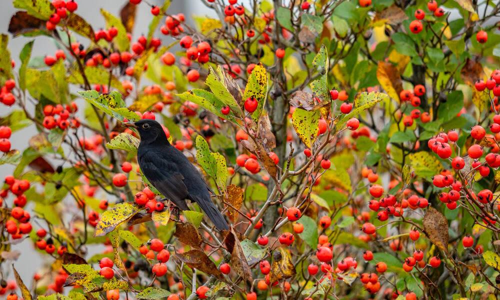 Comment attirer les oiseaux dans son jardin ? Le guide complet