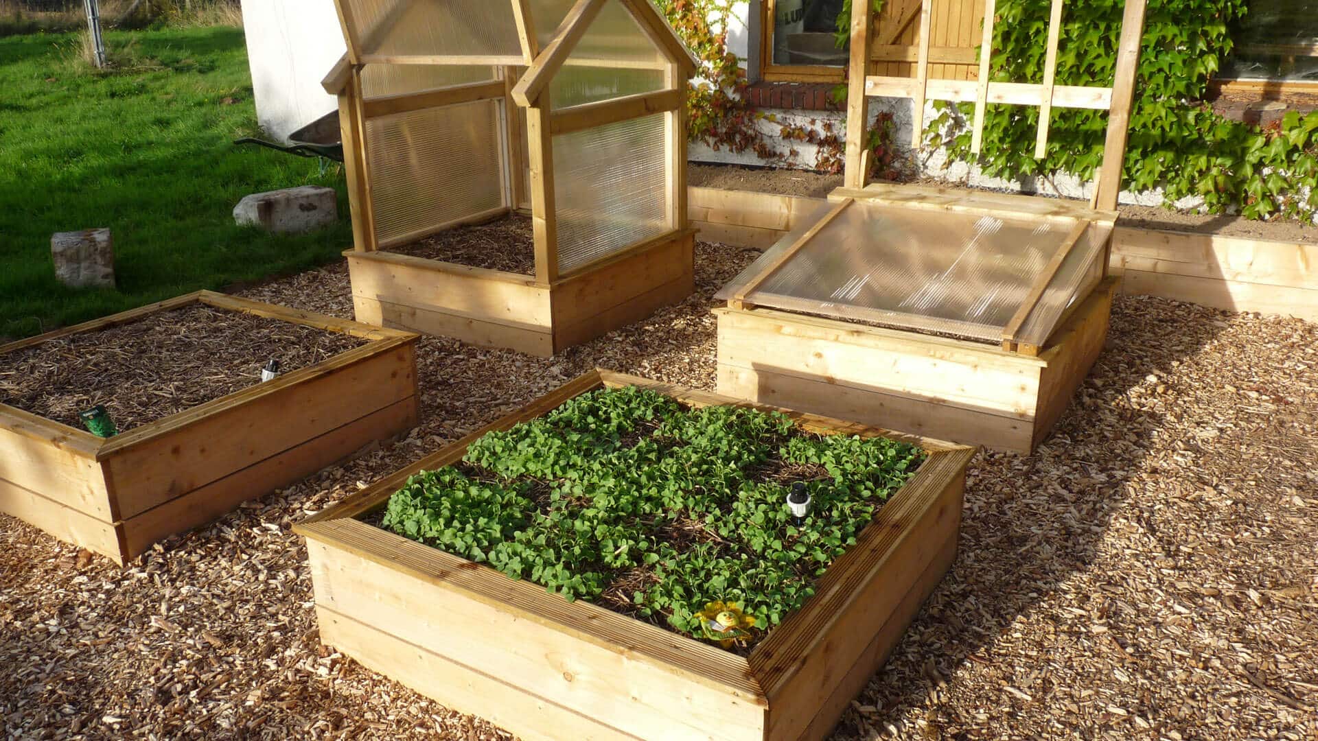 Potager débutant : que planter quand on commence ? (15 légumes faciles)