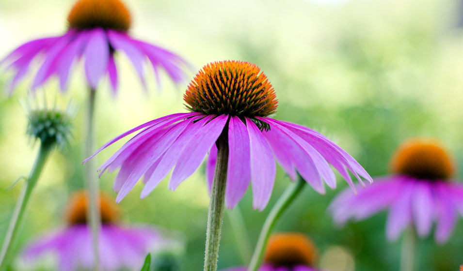 15 fleurs vivaces faciles qui reviennent chaque année
